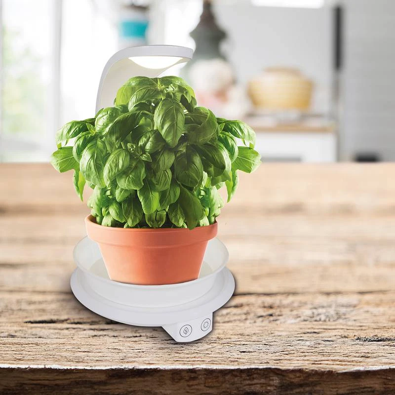 Lampe Goddard 4 Lampe Goddard – Image 2